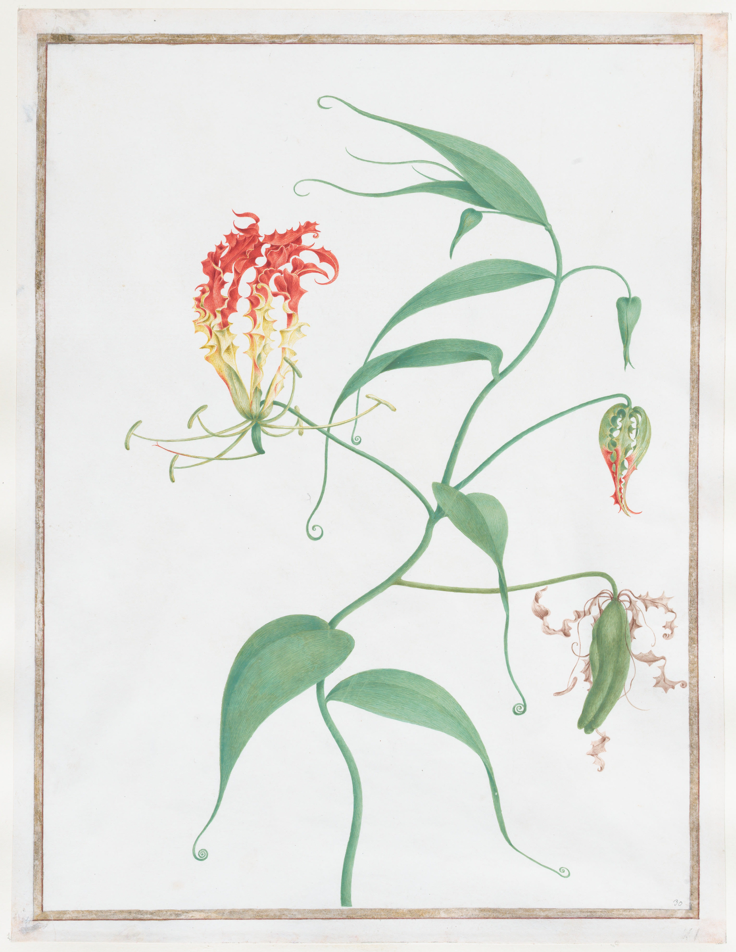 Pierre-Joseph Redouté, Gloriosa Superba — Cabinet of Curiosities